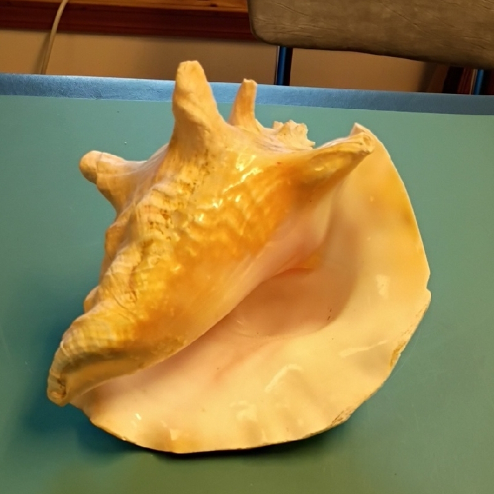 Coastal Queen/Pink Conch Shell Decor Seashore Beach Nautical Seashells